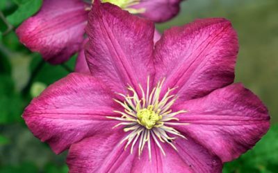 La plante du mois : la clématite, une plante grimpante pleine de charme