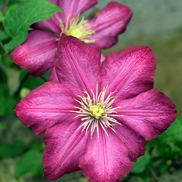 clématite plante grimpante vivace jardinage