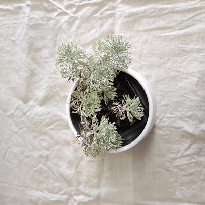 Artemisia schmidtiana plante ecoresponsable