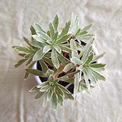Euphorbia characias plante vivace