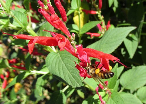 La Pousse Verte - Graines de fleurs comestibles à cuisiner en sachet