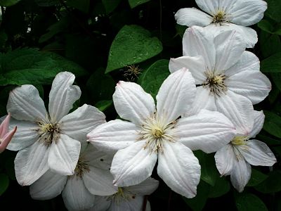 clématite fleur plante grimpante blanche