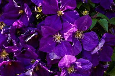 clématite fleur plante grimpante violet