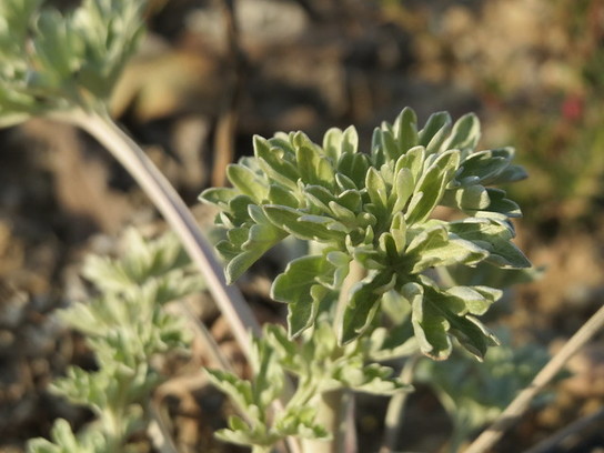 absinthe plante aromatique vivace