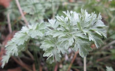 L’absinthe, conseils jardinage pour votre plante