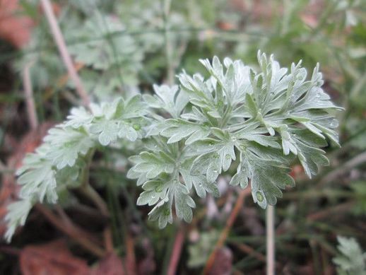 absinthe plante aromatique vivace