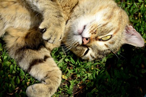 chat herbe à chat comportement plante jardinage