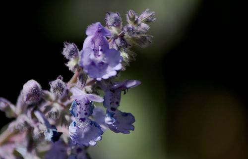 nepeta plante aromatique vivace herbe à chat jardinage