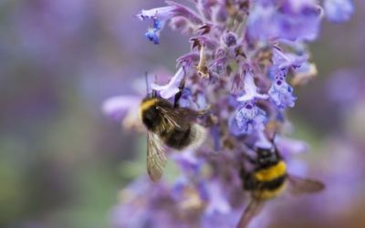 La plante du mois : le nepeta, la plante aromatique du chat