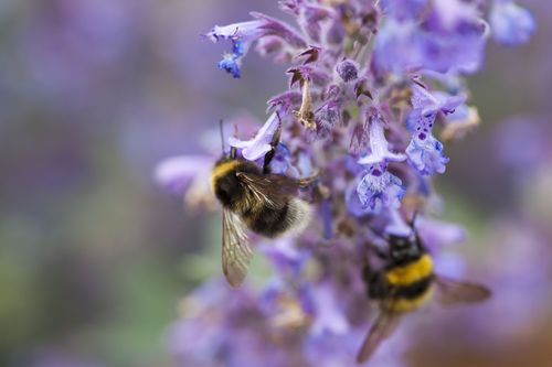 nepeta plante aromatique vivace herbe à chat jardinage