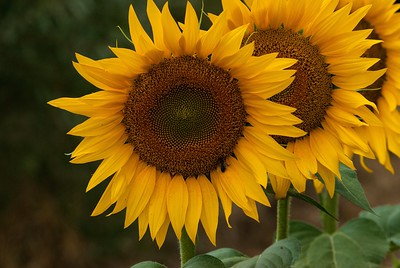 tournesol plante cuisine recette