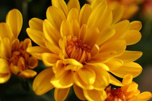 chrysantheme plante vivace jardinage Toussaint