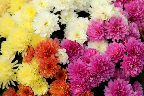 chrysantheme plante vivace jardinage Toussaint