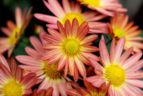 chrysantheme plante vivace rustique fleur des morts