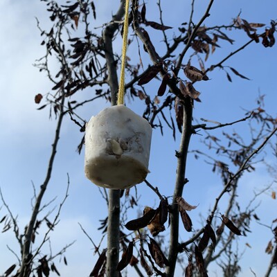 Réaliser un support en bois de boules de graisse pour oiseaux - Depuis mon  hamac