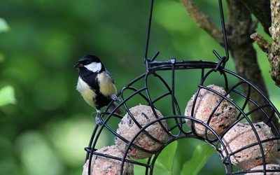 Tuto du mois : fabriquer des boules de graisse pour nourrir les oiseaux