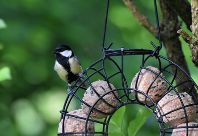 Porte boule de graisse oiseau fer forgé