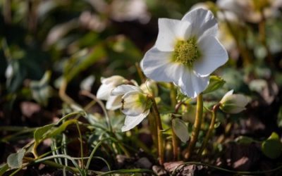 La plante du mois : l’hellébore, rose de Noël