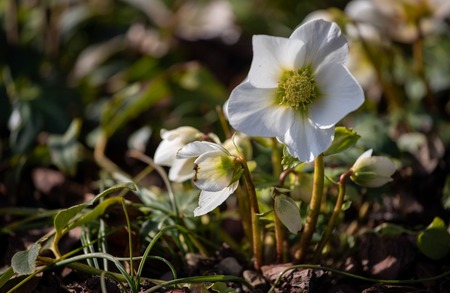 hellebore plante vivace jardinage noel