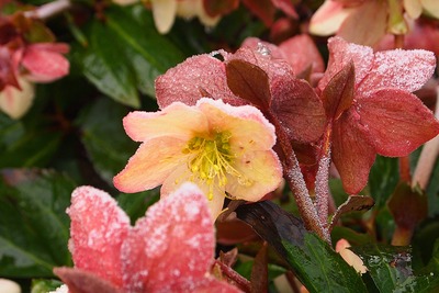 hellebore plante vivace jardinage noel