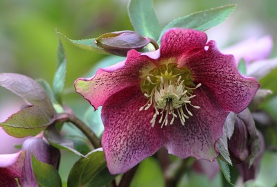 hellebore plante vivace jardinage noel