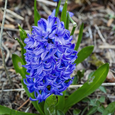 La Pousse Verte - Jacinthe francaise rose ou bleue