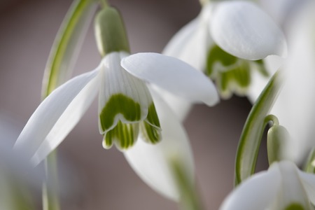 perce-neige plante vivace hiver