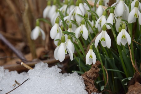 perce-neige plante vivace hiver