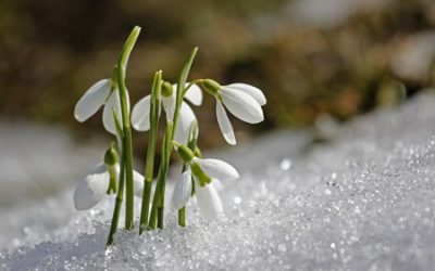 La plante du mois : le perce-neige, fleur de l’hiver