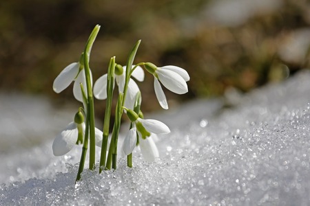 perce-neige plante vivace hiver