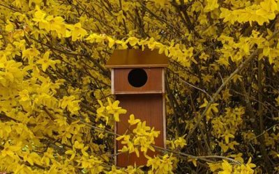 Le DIY du mois : le nichoir à oiseaux