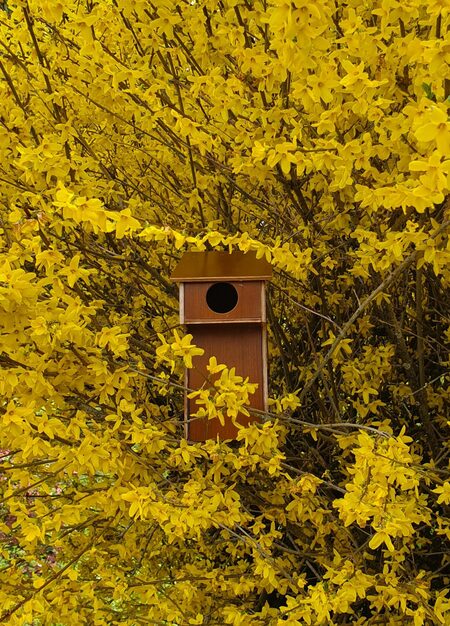 Le DIY du mois : le nichoir à oiseaux
