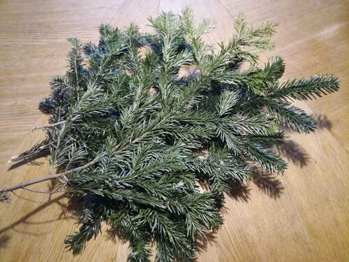 branchage sapin branchage sapin