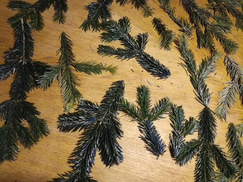 branchage sapin branchage sapin