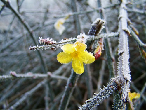 jasmin hiver plante fleur