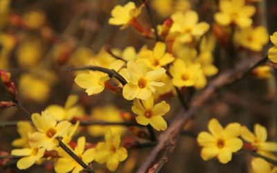 Le jasmin d’hiver, une jolie plante grimpante