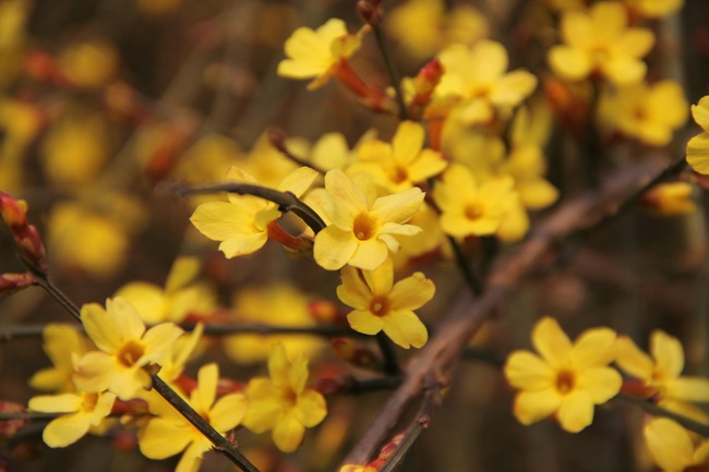 jasmin hiver plante fleur