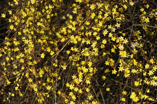 jasmin hiver plante fleur