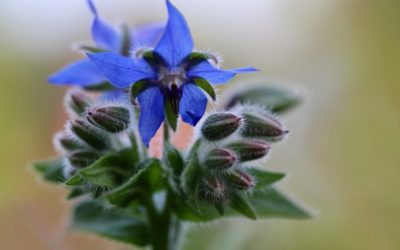 La bourrache, conseils jardinage pour votre plante