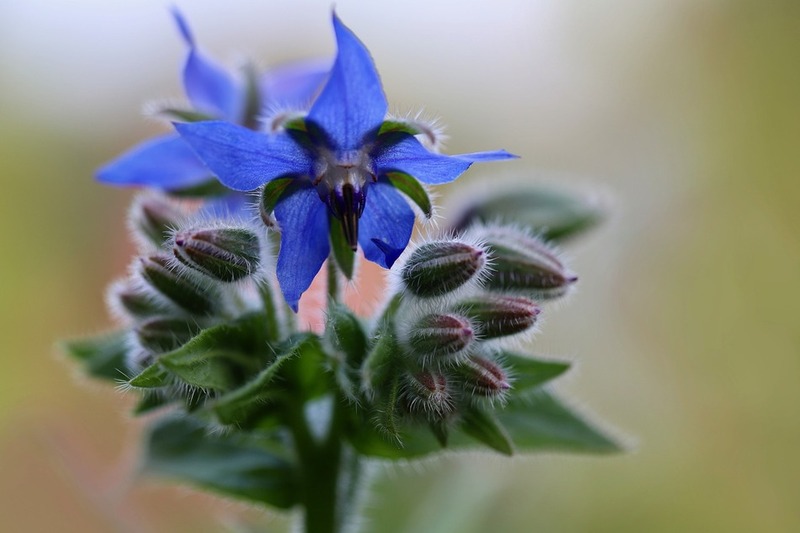 La bourrache, conseils jardinage pour votre plante