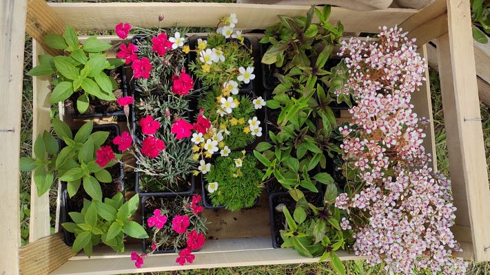 vente plantes lyon
