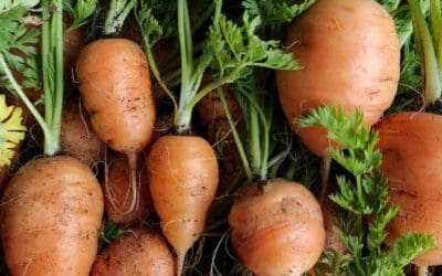 La carotte ronde de Paris : conseils jardinage