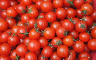 La tomate cerise robin rouge, conseils jardinage pour votre plante