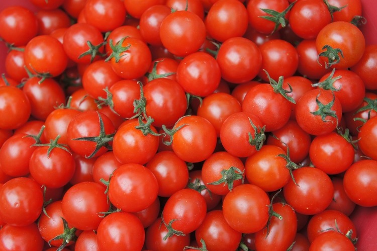 tomate cerise robin rouge jardinage