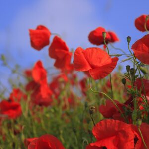 graine coquelicot