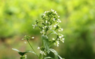 Le raifort, conseils jardinage pour votre plante