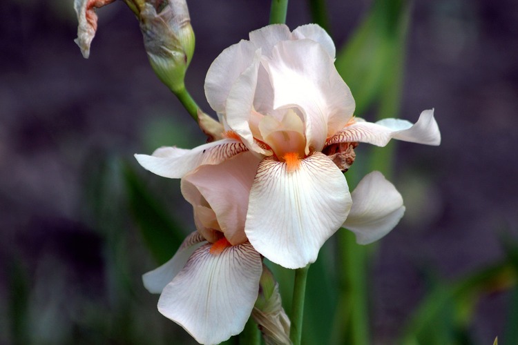 iris plante vivace printemps