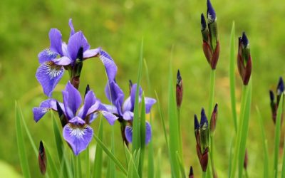 La plante du mois : l’iris, jolie fleur du printemps