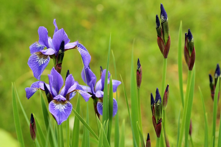 iris plante vivace printemps