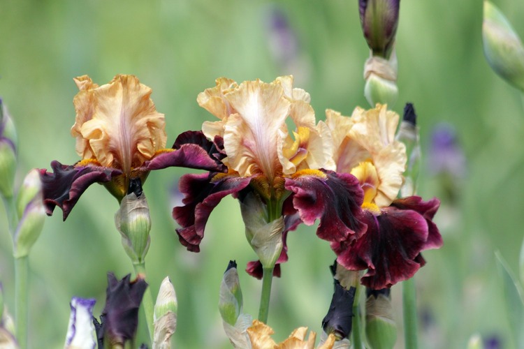 iris plante vivace printemps